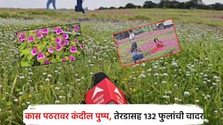 साताऱ्यातील कास पठारावर 132 प्रजातींच्या फुलांची मनमोहक चादर; पर्यटकांसाठी यंदा खास सोय