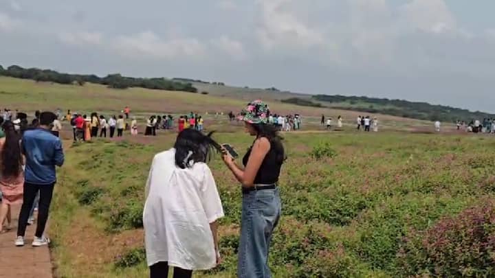 आधीच रंगबेरंगी फुलांनी सजलेल्या कास पठारावर बागडणाऱ्या फुलपाखरांना पाहून हे निसर्ग सौंदर्य आणखी खुललं आहे. त्यामुळे, कास पठाराच्या सौंदर्याचा आनंद घेण्यासाठी पर्यटक गर्दी करत आहेत.