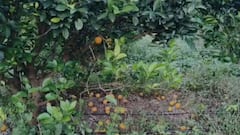 Jalgaon News: बदलत्या हवामानाचा परिणामामुळं मोसंबी उत्पादकांना मोठा फटका; फळगळ झाल्याने लाखो रुपयांचे नुकसान