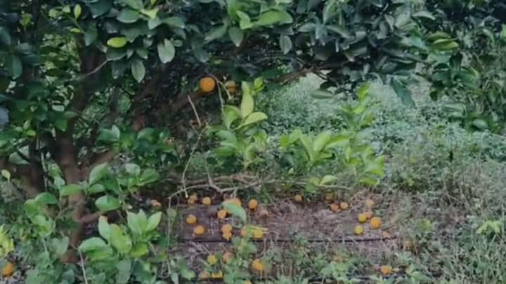 यामुळे शेतकरी हवालदिल झाला असून,शासनाने पंचनामे करून नुकसान भरपाई देण्याची मागणी केली आहे.