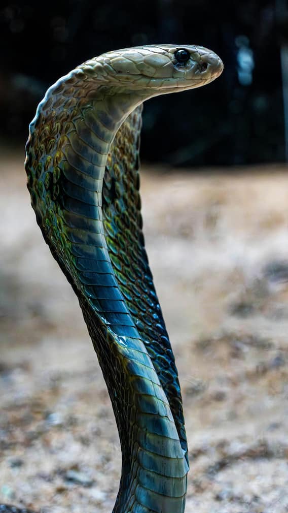 कहां पकड़ा गया था दुनिया का सबसे बड़ा किंग कोबरा?