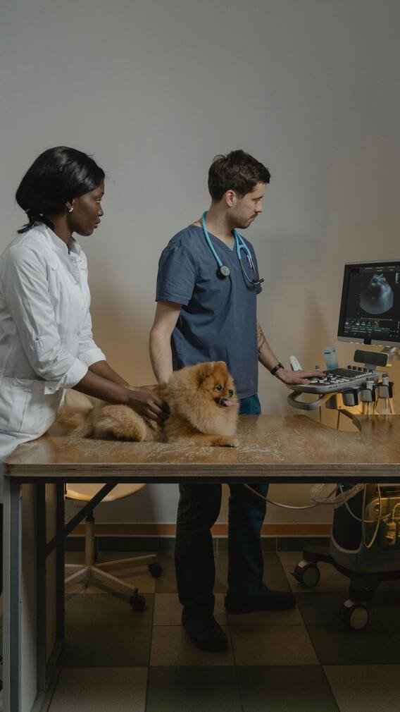 जानवरों का डॉक्टर बनने के लिए कौन सी पढ़ाई करनी होती है?