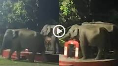 देवी मंदिर में घुसे हाथी, पहले लगाई परिक्रमा और सिर झुकाकर किया प्रणाम, देखें वायरल वीडियो
