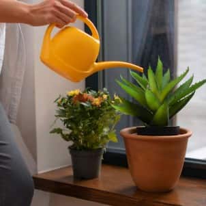 Astro Tips: ਰਾਤ ਨੂੰ ਰੁੱਖਾਂ-ਪੌਦਿਆਂ ਨੂੰ ਪਾਣੀ ਦੇਣਾ ਸਹੀ ਜਾਂ ਨਹੀਂ; ਜਾਣੋ ਮਾੜੇ ਪ੍ਰਭਾਵਾਂ ਬਾਰੇ