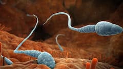 Sperm Bank: कितने पुराने स्पर्म से मां बन सकती हैं औरतें, स्पर्म बैंक में सीमेन स्टोर कराने से पहले जान लें जरूरी बात