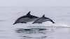 World Dolphin Day 2025: 7 Fascinating Facts About These Aquatic Mammals