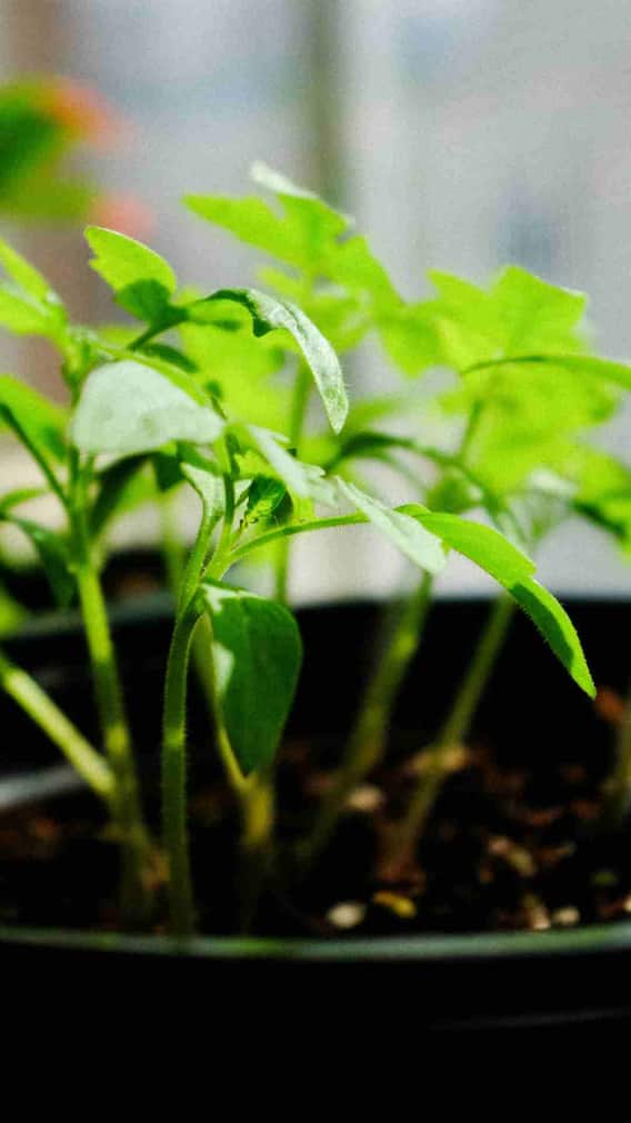 घर पर कैसे लगा सकते हैं अजवाइन का पौधा?