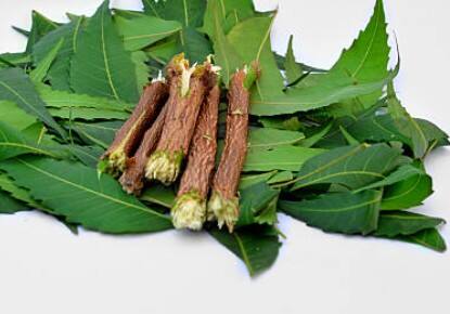 नीम की दातून: नीम की दातून सदियों से दांतों को सफेद और मजबूत बनाने के लिए इस्तेमाल की जाती रही है. यह बैक्टीरिया को खत्म कर दांतों का पीलापन घटाती है.