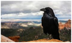 காக்கா தலையை சுத்துதா..? ஜாக்பாட் அடிக்கப்போவுது..!!!