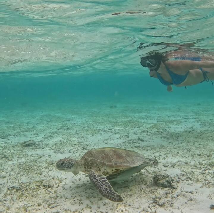 మాల్దీవుల్లో అనన్యా పాండే అండర్ వాటర్ స్విమ్మింగ్, స్కూబా డైవింగ్ కూడా చేశారు. కింద తాబేలు వెళుతుంటే... నీటిలో ఆ తాబేలు పైన స్విమ్మింగ్ చేస్తున్న అనన్యా పాండేను చూడండి. (Image Courtesy: ananyapanday / Instagram)