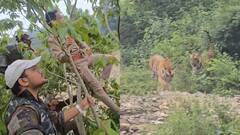 रामनगर में गश्त पर निकले वनकर्मियों के सामने अचानक आए 3 बाघ, पेड़ पर चढ़कर बचाई जान