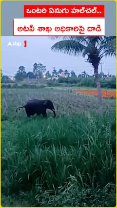 పలమనేరులో హల్చల్ చేసిన ఏనుగులు..