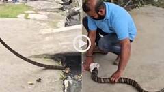 Video: ऋषिकेश में नाली से निकला 15 फीट लंबा कोबरा, लोगों में मची अफरा-तफरी