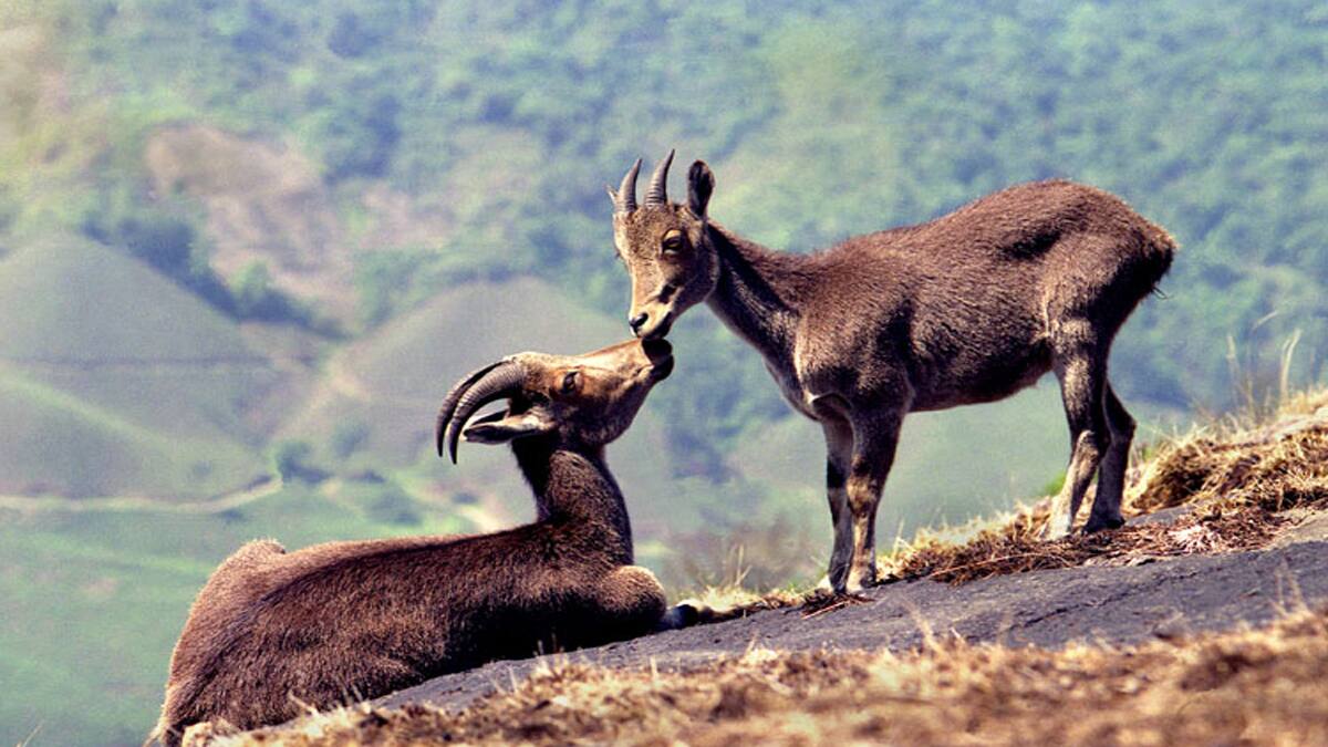கேரளாவில் வியக்க வைக்கும் எண்ணிக்கை! தமிழகம் ஏன் பின்தங்கியது? நீலகிரி வரையாடுகள் பாதுகாப்பு!