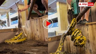 एक झपट्टा और खेल खत्म! आदमखोर दरिंदे ने यूं निगल लिया विशाल हिरण- वीडियो देख खड़े हो जाएंगे रोंगटे