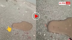 चीटियां भी करती हैं आपस में बात! एक चींटी की कमांड पर चाय पर टूट पड़ा पूरा झुंड- वीडियो वायरल