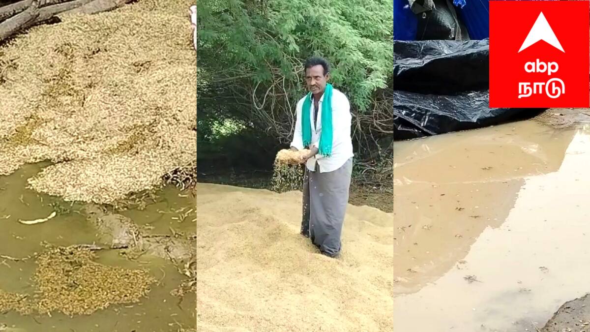 "மயிலாடுதுறை விவசாயிகள் கண்ணீர்" மீண்டும் மீண்டும் மழையில் நனைந்து  பாழாகும் நெல் மூட்டைகள் - கண்டுகொள்ளாத அரசு..!