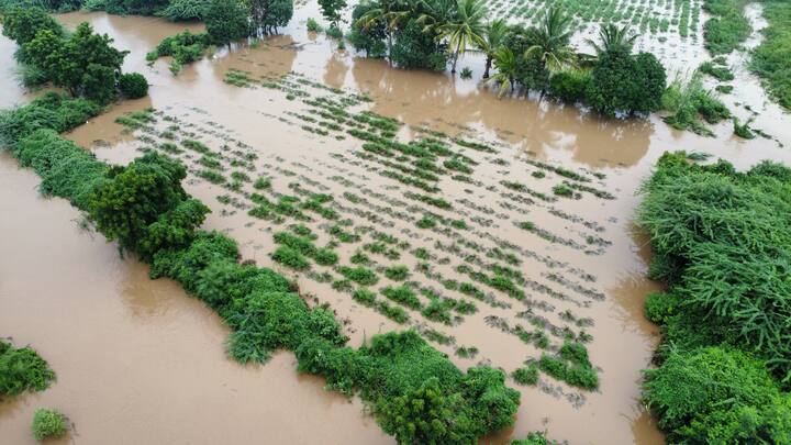 हर्षी परिसरातील तूर , मका , कापूस , सोयाबीन ही पिके पाण्याखाली गेले. (Photo Credit-विकास गाडे)