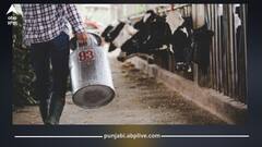 Punjab News: ਪੰਜਾਬ 'ਚ ਦੁੱਧ ਉਤਪਾਦਨ 'ਚ ਭਾਰੀ ਗਿਰਾਵਟ, 20% ਤੱਕ ਦੀ ਆਈ ਕਮੀ, ਜਾਣੋ ਕਿਉਂ