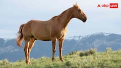 क्या इंसानों की वजह से जानवर छोटे और बड़े हो गए? पढ़ें हैरान कर देने वाली रिपोर्ट