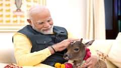 'ઘણા લોકો ગાયને પ્રાણી નથી માનતા...', PM મોદીએ એનિમલ લવર્સને માર્યો ટોણો