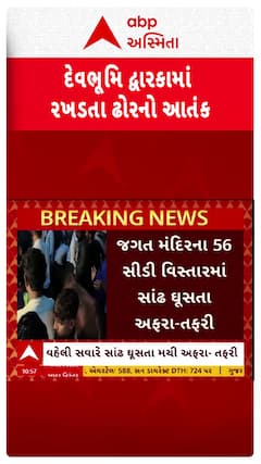 Dwarka news: દ્વારકામાં રખડતા ઢોરનો આતંક, જગત મંદિરના 56 સીડી વિસ્તારમાં સાંઢ ઘૂસતા અફરા-તફરી
