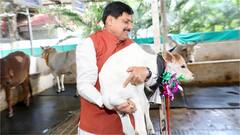 एमपी: मुख्यमंत्री निवास की गौशाला में जन्मी पहली बछिया, CM मोहन यादव ने रखा ‘कमला’ नाम