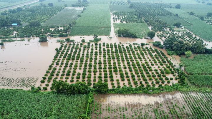 शेतकऱ्याचा मोठा नुकसान, रात्री झालेल्या जोरदार पावसामुळे शेतकऱ्यांच्या शेकडो हेक्टरवरील पिकात पाणी शिरले. (Photo Credit-विकास गाडे)