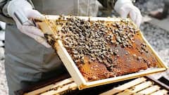 नाशिकचा साधा शेतकरी, मधमाश्यांच्या पेट्यांतून उभा केला कोट्यवधींचा ब्रँड; 80 हजार शेतकऱ्यांना दिला आधार!