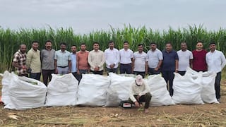 Sangli News: सांगलीत मक्याच्या शेतात गांजाची लागवड, तब्बल 150 किलो वजनाचा 15 लाखांचा गांजा जप्त