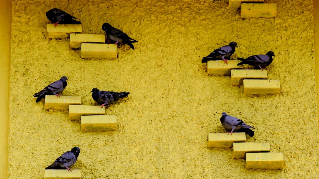 मुंबई में कबूतरों को दाना-पानी देने के लिए खुला पहला कबूतरखाना, मंत्री बोले- 'यह गर्व की बात है कि...' Mumbai First Kabutarkhana Inaugurated in Sanjay Gandhi National Park Jain Temple on Digambar Jain Community Land मुंबई में कबूतरों को दाना-पानी देने के लिए खुला पहला कबूतरखाना, मंत्री बोले- 'यह गर्व की बात है कि...'