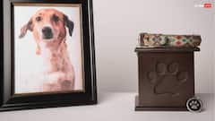 Pitru Paksha 2025: क्या पितृ पक्ष में जानवरों का श्राद्ध किया जाता है?