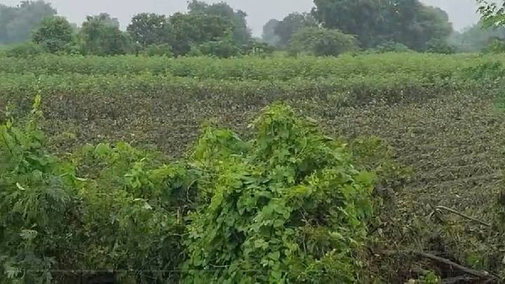 दगड नदी दोन्ही बाजुच्या किनाऱ्यांनी भरुन वाहू लागल्याने ग्रामस्थांमध्ये भीतीचे वातावरण निर्माण झाले असून गावचा संपर्कही तुटल्याचं पाहायला मिळालं.