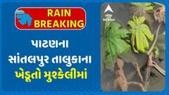 Patan Farmer: પાટણના સાંતલપુર તાલુકાના ખેડૂતો મુશ્કેલીમાં, ભારે વરસાદ અને પૂરના કારણે પાક ધોવાયો