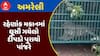 Amreli Leopard Rescue : અમરેલીમાં રહેણાંક મકાનમાં ઘૂસી ગયેલો દીપડો પુરાયો પાંજરે