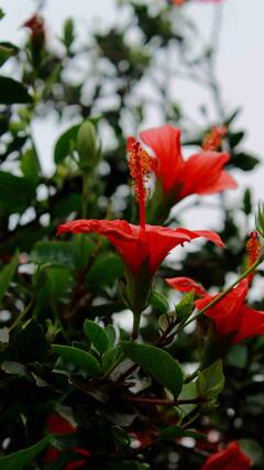 घर में कैसे लगा सकते हैं गुड़हल का पौधा?