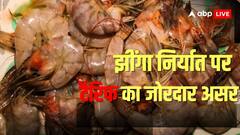 25000 करोड़ की चपत, 50 परसेंट ऑर्डर कैंसिल; ट्रंप के टैरिफ से बर्बादी की कगार पर झींगा कारोबार