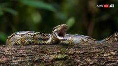 Watch: 8 मीटर लंबे अजगर ने किसान को निगला, पेड़ फाड़कर निकलना पड़ा शव, वीडियो वायरल