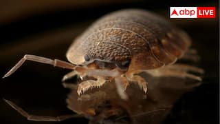 रोज रात में खून पीते हैं खटमल तो ऐसे करें उनका इलाज, कसम से एक भी नहीं आएगा पास