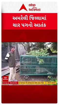 Amreli Leopard Rescue : અમરેલીમાં રહેણાંક મકાનમાં ઘૂસી ગયેલો દીપડો પુરાયો પાંજરે
