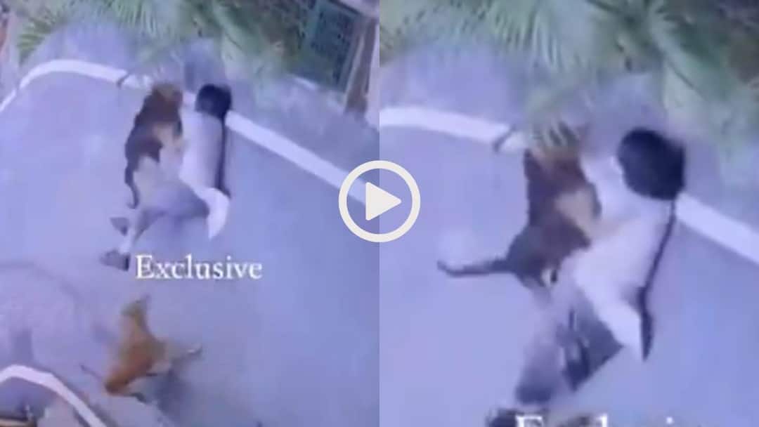 Video: Dogesh भाई की घिनौनी करतूत! जो लड़की खिला रही थी खाना, कुत्तों ने उसे ही नौंच डाला, वीडियो वायरल Watch school girl was attacked by a stray dog in Ranchi Jharkhand Viral Video Video: Dogesh भाई की घिनौनी करतूत! जो लड़की खिला रही थी खाना, कुत्तों ने उसे ही नौंच डाला, वीडियो वायरल