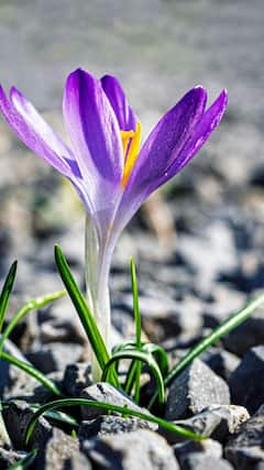 केसर के पौधे में कीड़ा लग जाए तो क्या करें?