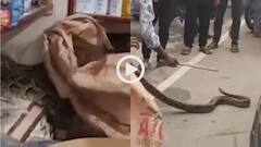 Video: दुकान का शटर उठाते ही दिखा दरिंदा! आराम से बैठा मिला 8 फीट लंबा अजगर, वीडियो वायरल
