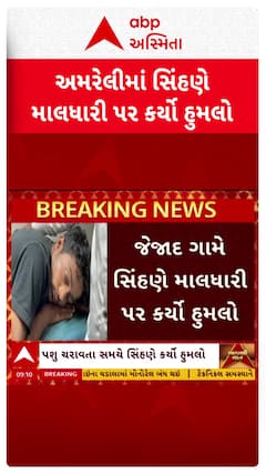 Amreli news: અમરેલીના સાવરકુંડલામાં ચાર પગનો આતંક, જેજાદ ગામે સિંહણે માલધારી પર કર્યો હુમલો
