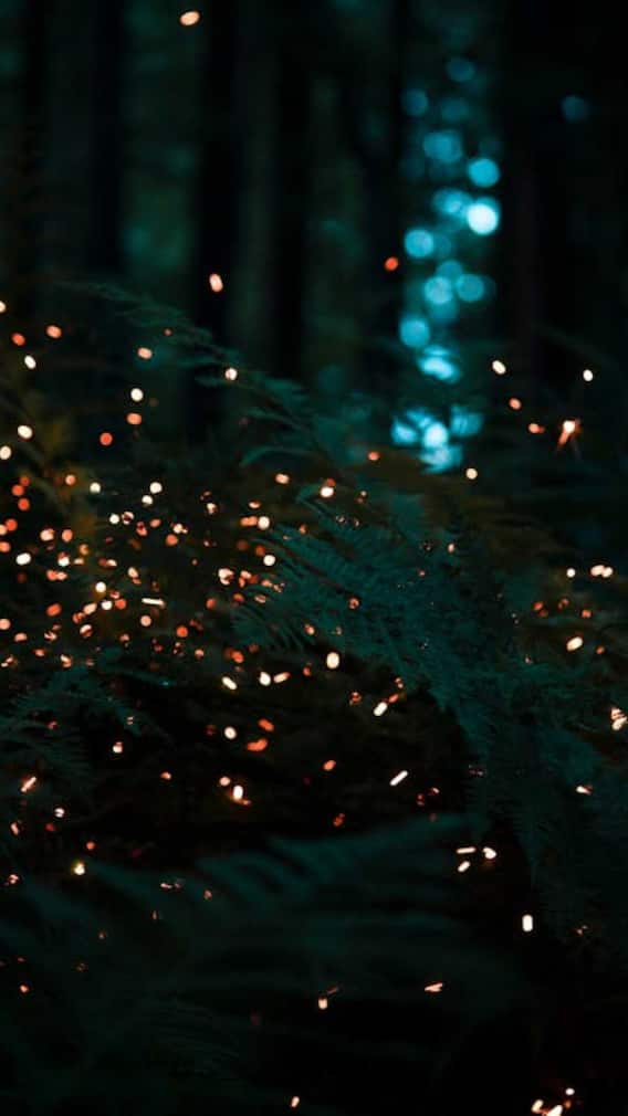 जुगनू के अलावा कौन-कौन से जानवर खुद जलाते हैं लाइट?