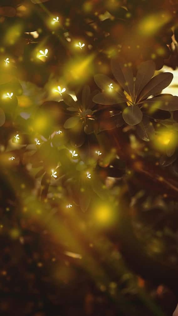 रात के अंधेरे में कैसे चमकते हैं जुगनू?