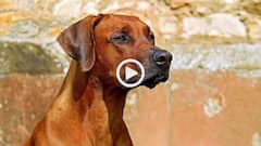 Video: कॉलेज जा रही लड़की पर आवारा कुत्तों का हमला, इंदौर की खौफनाक घटना सीसीटीवी में कैद