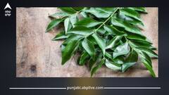 ਸਵੇਰੇ ਖਾਲੀ ਪੇਟ ਕੜ੍ਹੀ ਪੱਤਾ ਚਬਾਉਣ ਦੇ 5 ਫਾਇਦੇ, ਜਾਣੋ ਕਿਵੇਂ ਸਰੀਰ ਨੂੰ ਦਿੰਦਾ ਲਾਭ