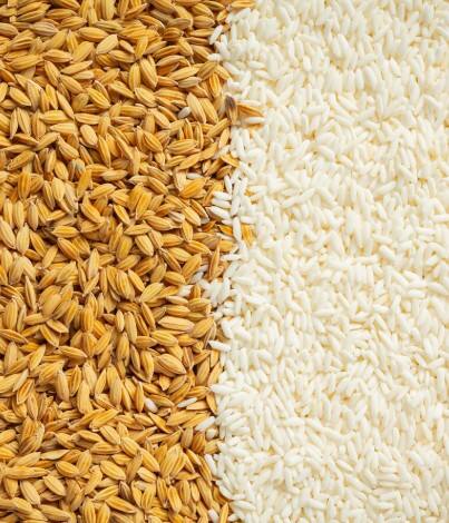 ਕਿਸਾਨਾਂ ਲਈ ਚੰਗੀ ਖਬਰ! ਸੂਬੇ 'ਚ ਝੋਨੇ ਦੀ ਸਰਕਾਰੀ ਖਰੀਦ ਸ਼ੁਰੂ