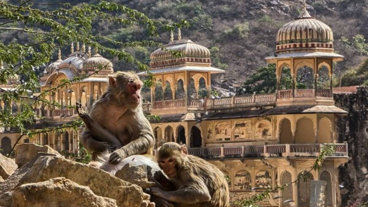 (Image Source: Twitter/@traveler_whole)